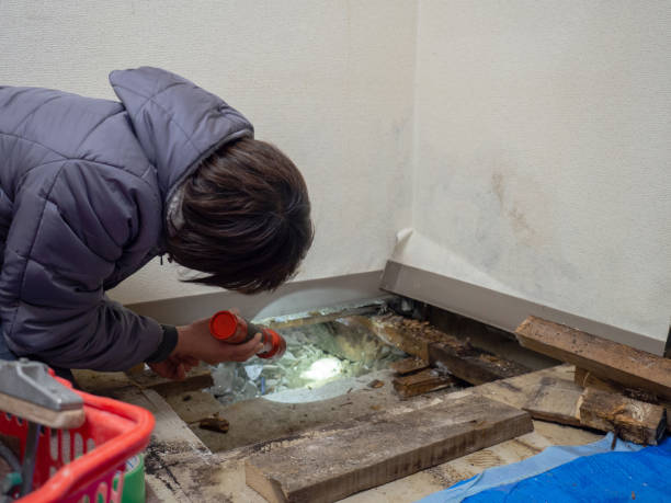 Trusted Graniteville, SC Mold Removal Experts