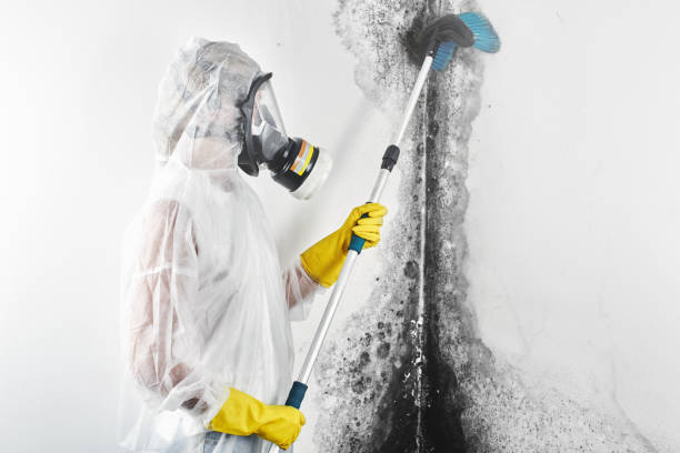 Best Black Mold Removal  in Graniteville, SC